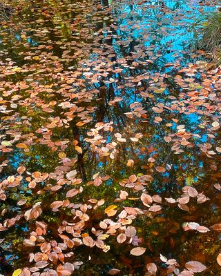 Fall Wetlands