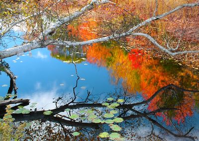 Swamp Reflections