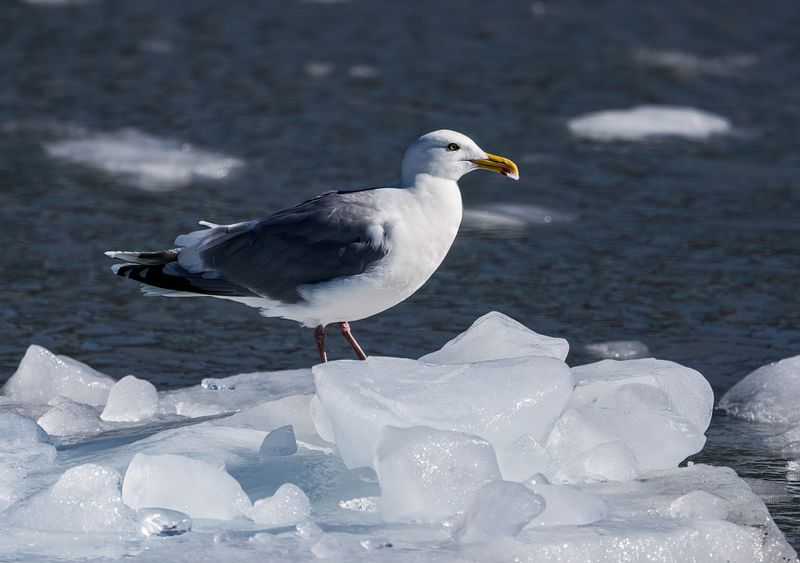 Herring Gull