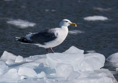 Herring Gull