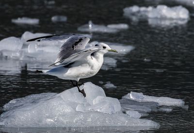 Black-legged Kittiwake