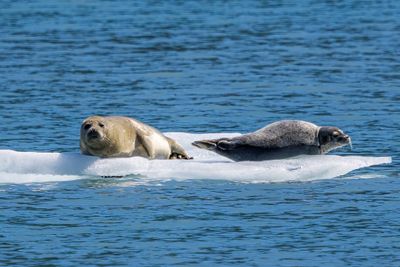 Harbor Seal with pup