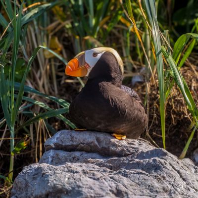 Tufted Puffin