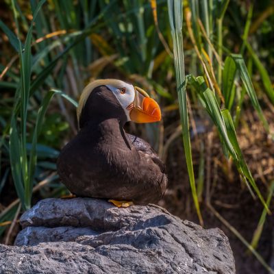 Tufted Puffin