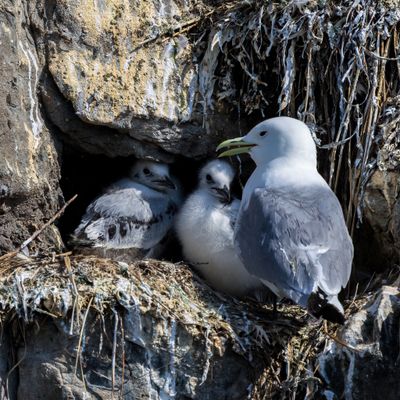 Black-legged Kittiwake with chicks