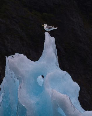 Herring Gull