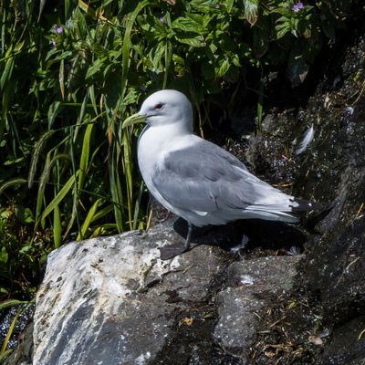 Black-legged Kittiwake