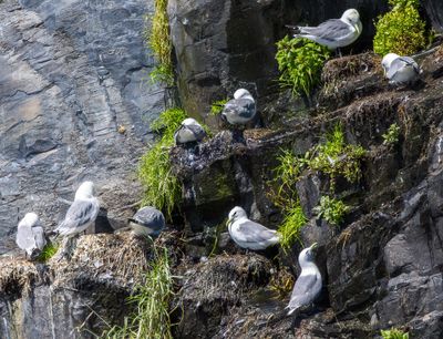 Black-legged Kittiwake nesting site
