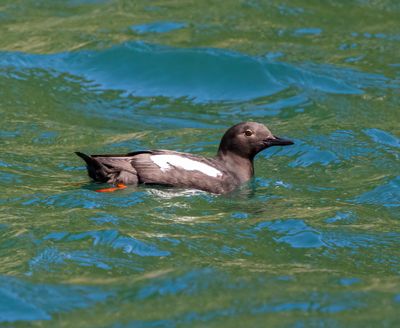 Pigeon Guillemot
