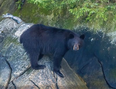 Black Bear