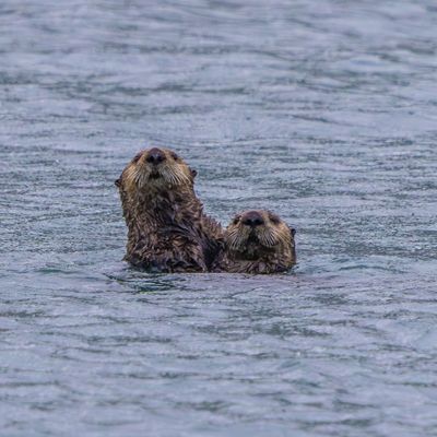 Sea Otters