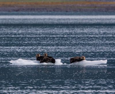 Sea Otters