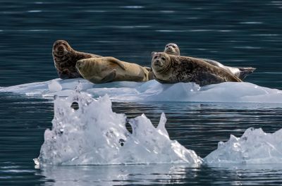 Harbor Seals