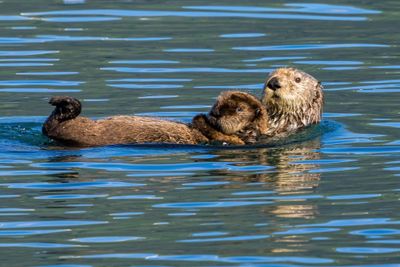 Sea Otter with pup