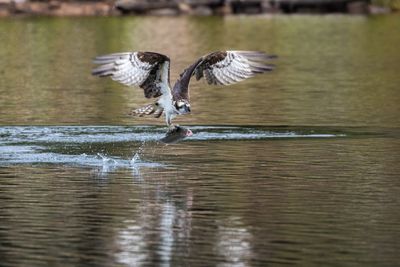 Osprey