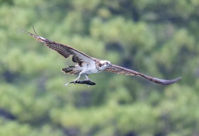 Osprey