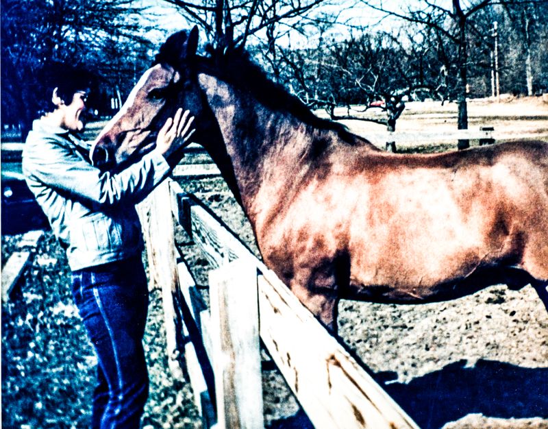 Horses0202 copy.jpg