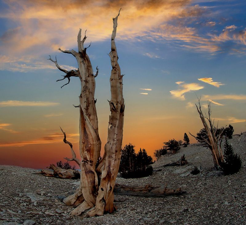 Ancient Bristlecone Pine Forest