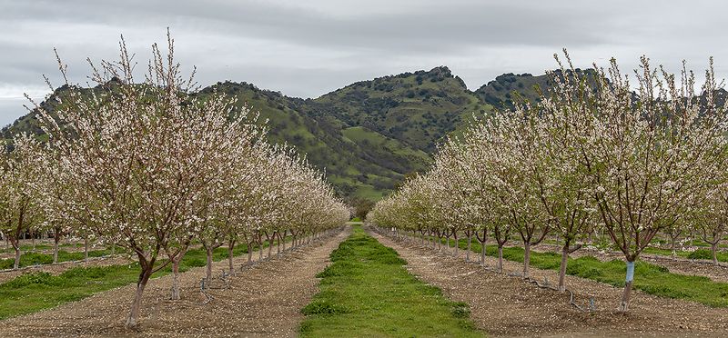 Almond Trees / Sutter Buttes 