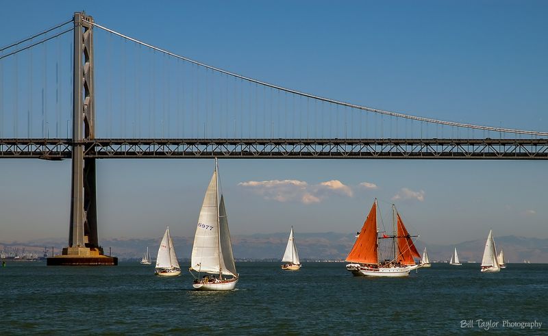 Sail Festival