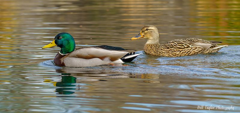 Pair of wild Mallard Ducks
