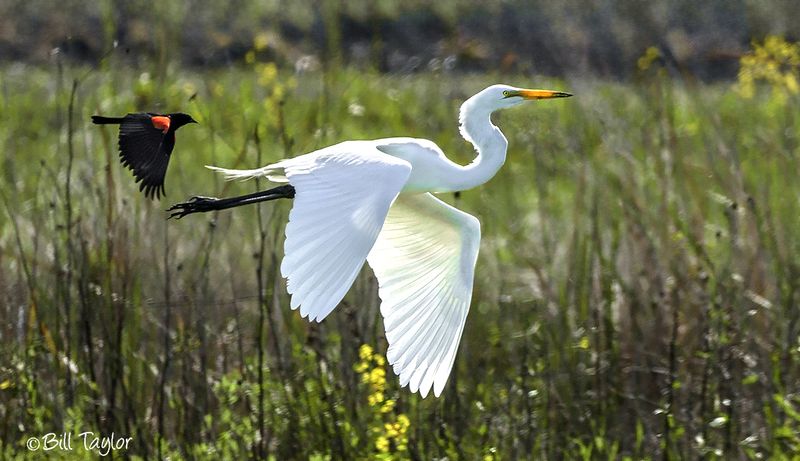 Red-Winged Black Bird Chasing A Great Egret 😊 