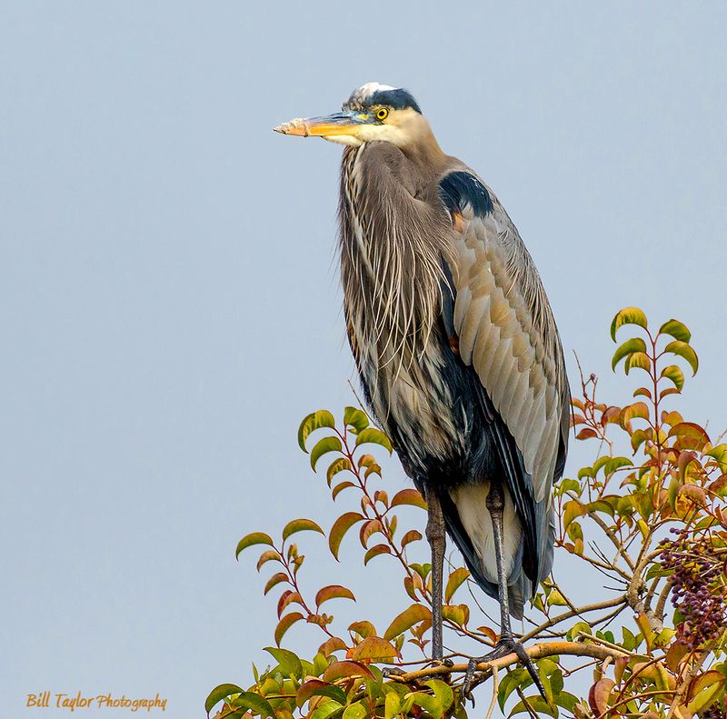 Great Blue Heron