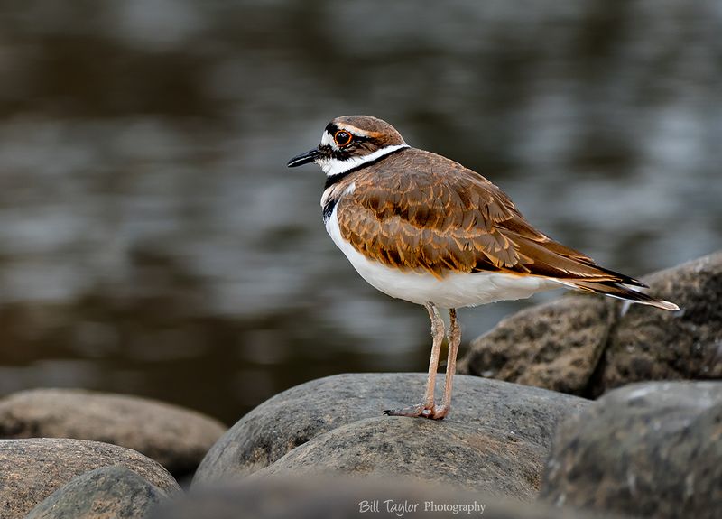 Killdeer