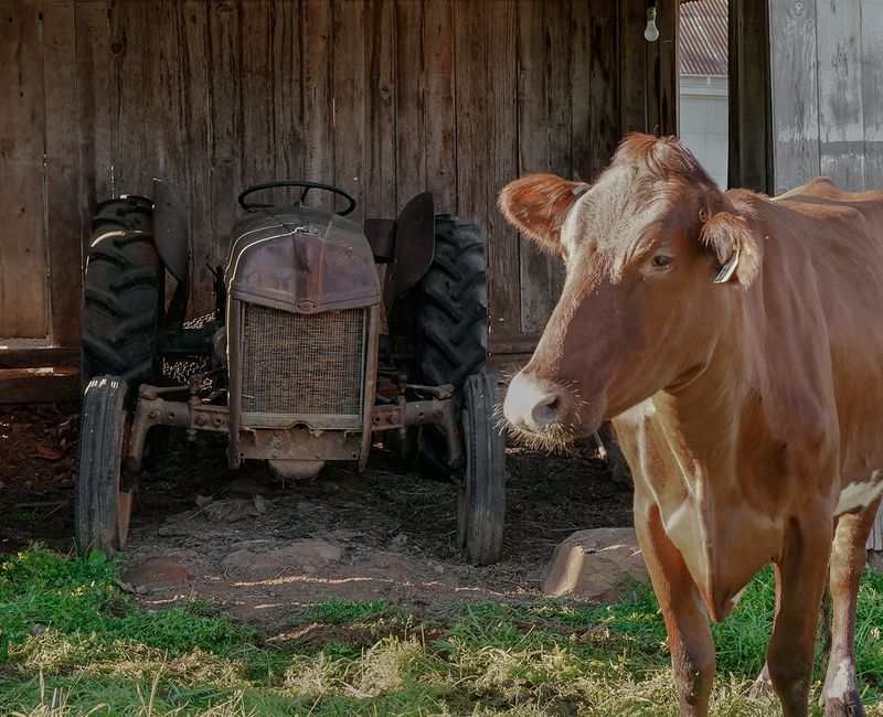 A Cow decided it wanted to be in the picture 😊