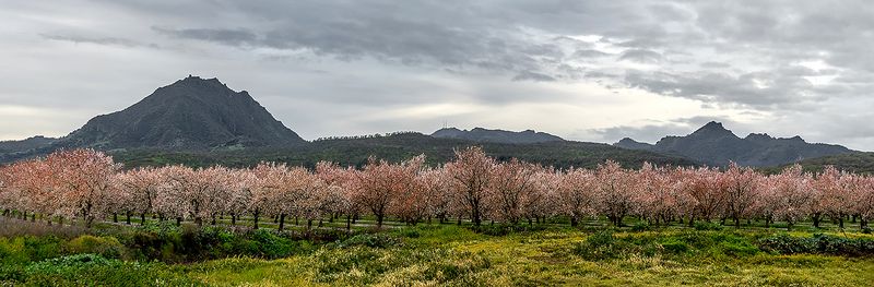 Almond Blooms / Sutter Buttes