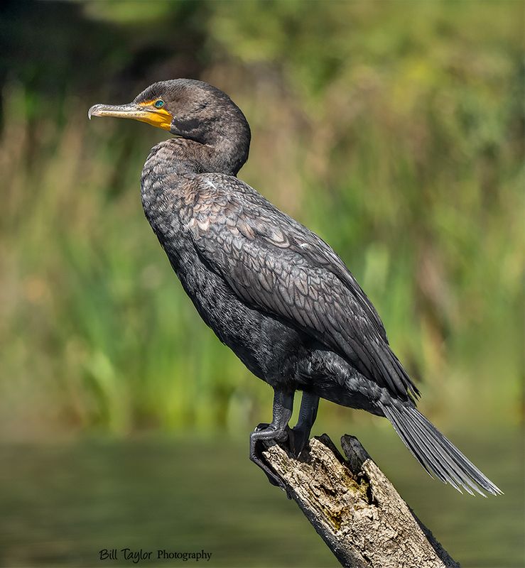 Double-Crested Cormorant