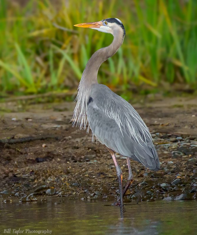 Great Blue Heron
