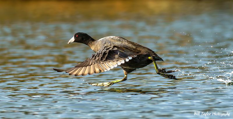 American Coot