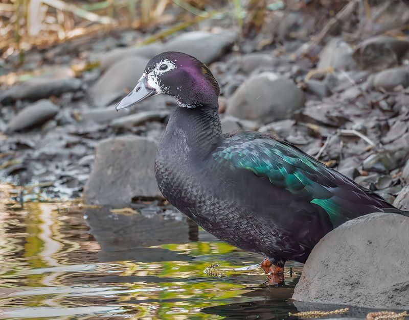 Muscovy Duck 