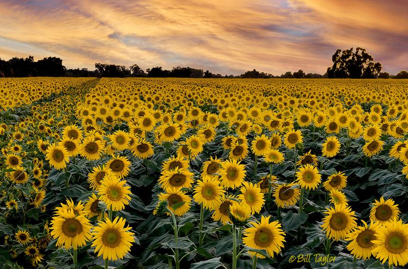 Sunflowers