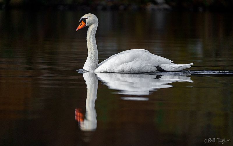 Swan 