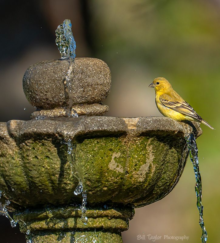 Various Wildlife