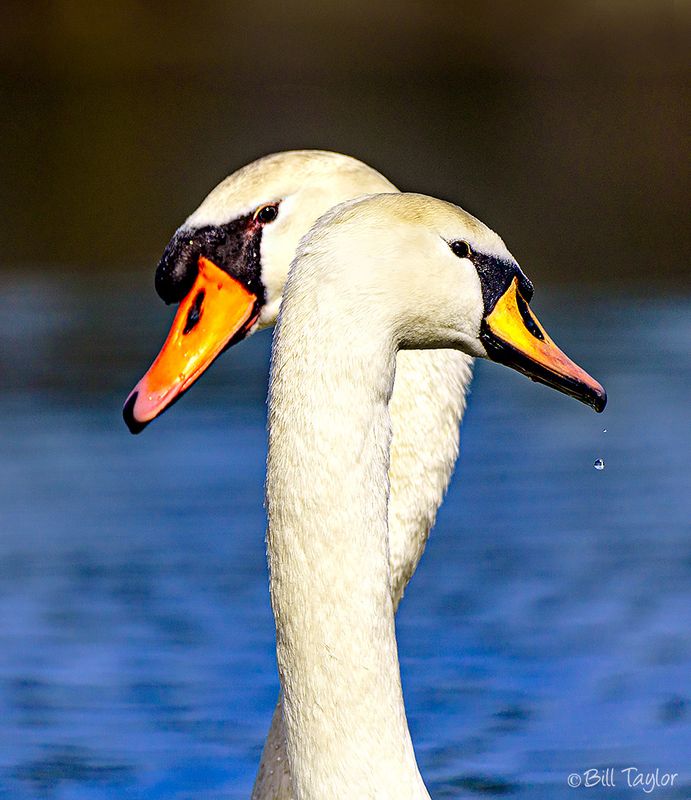 Swans ❤️