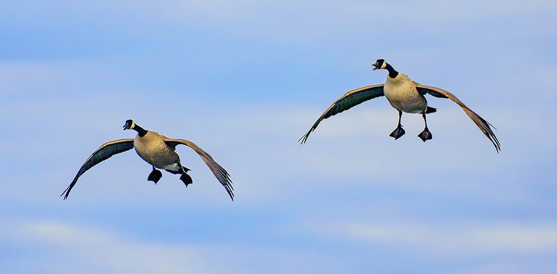 Canada Geese about to make touch down 