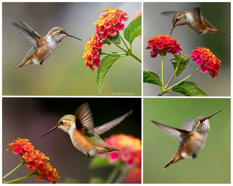  Hummingbirds 2024