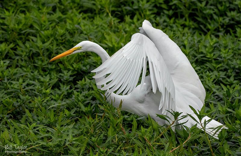 Great White Egret