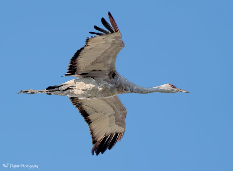Sandhill Crane