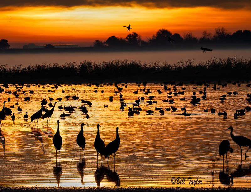 Sandhill Cranes at Sunrise 