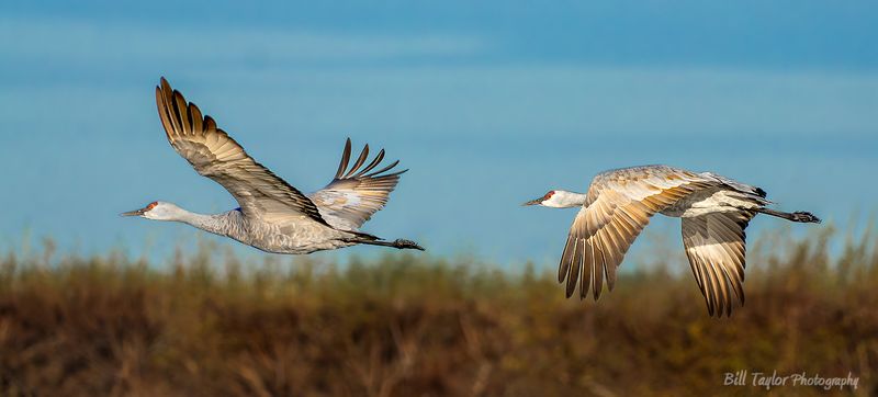 Sandhill Cranes