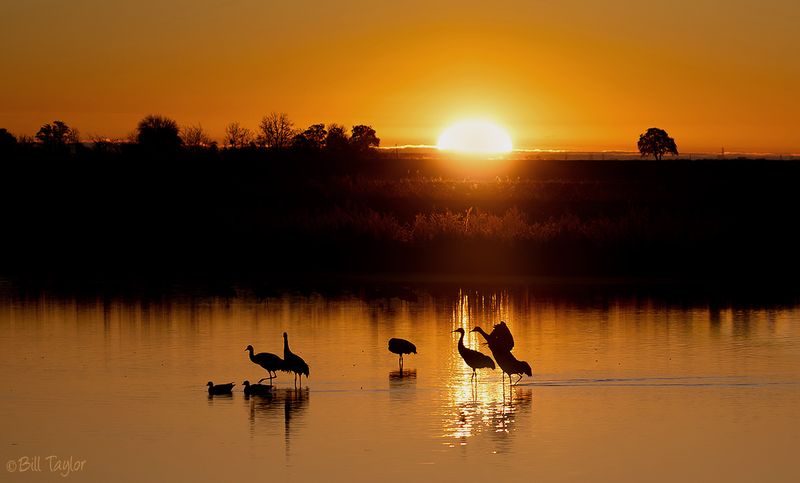 Sandhill Cranes at Sunrise