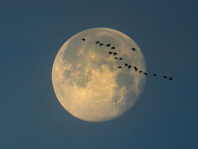Sandhill Cranes flying to the Moon 😂