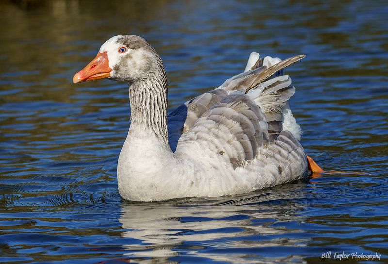 A friendly Goose 