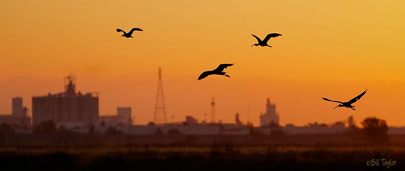 White-Faced Ibis flying off in the sunset