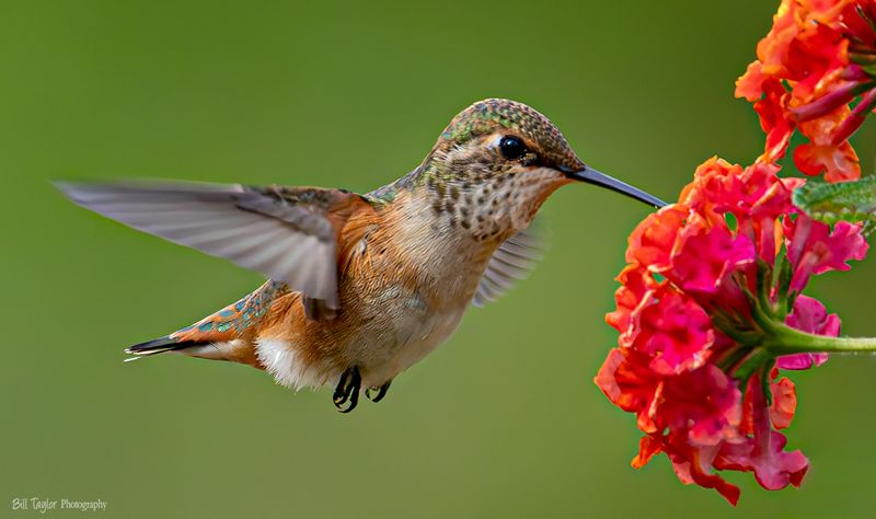  Hummingbird