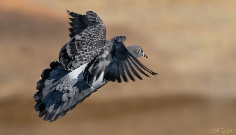 Pigeon in flight at Lake Natoma